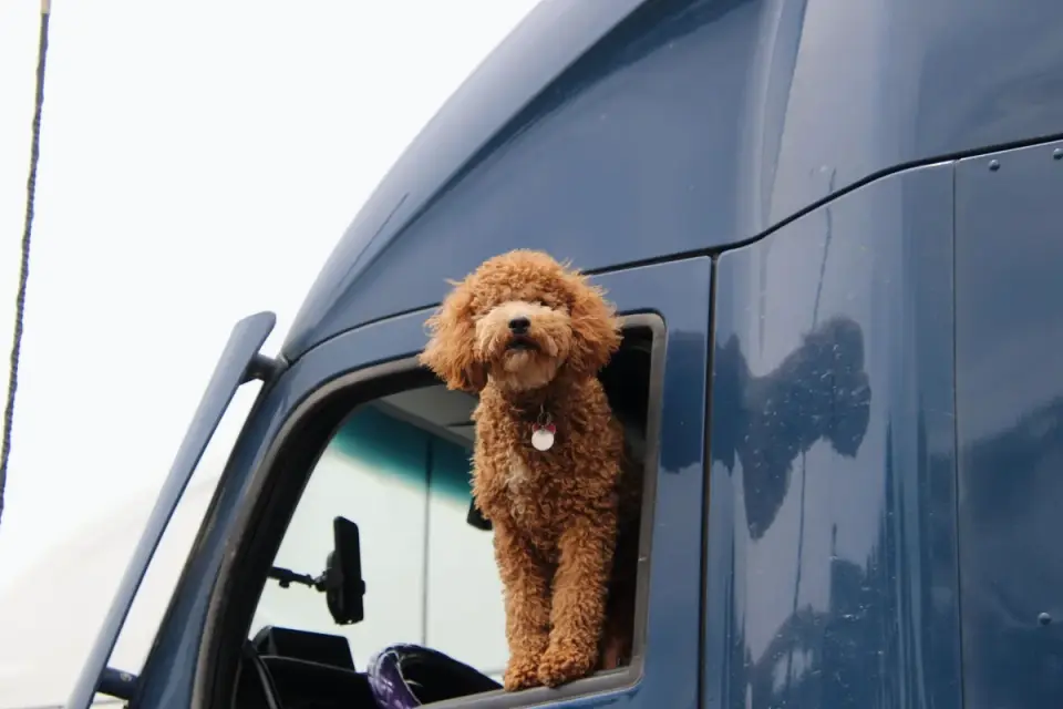Dog on a road trip