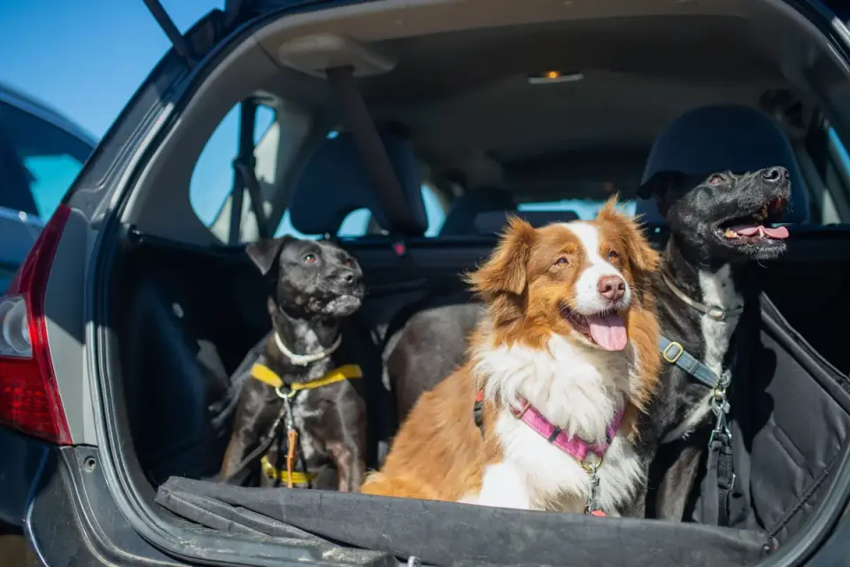 Dog on a road trip