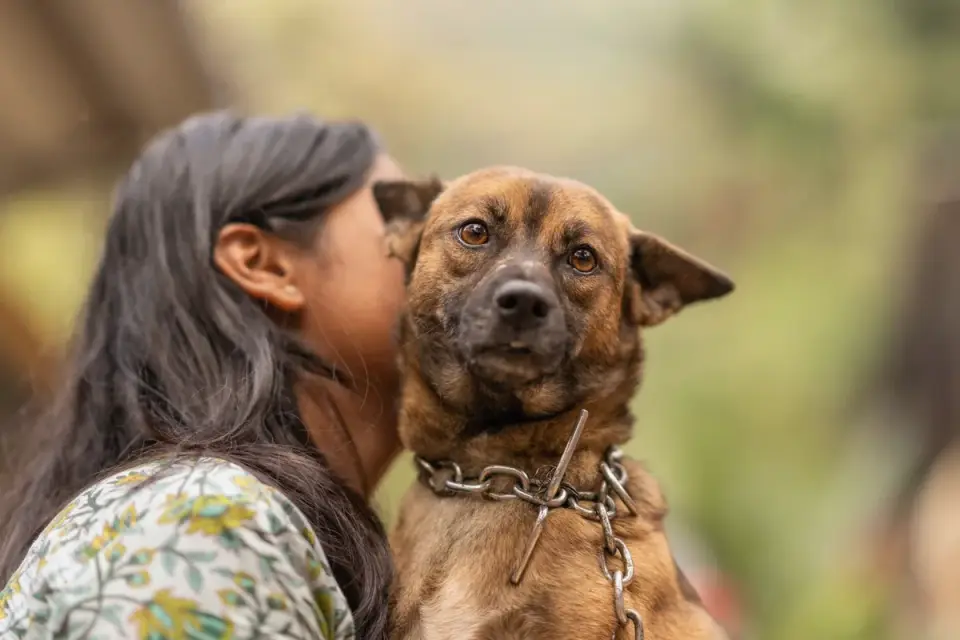 Dog owner gentle interaction home