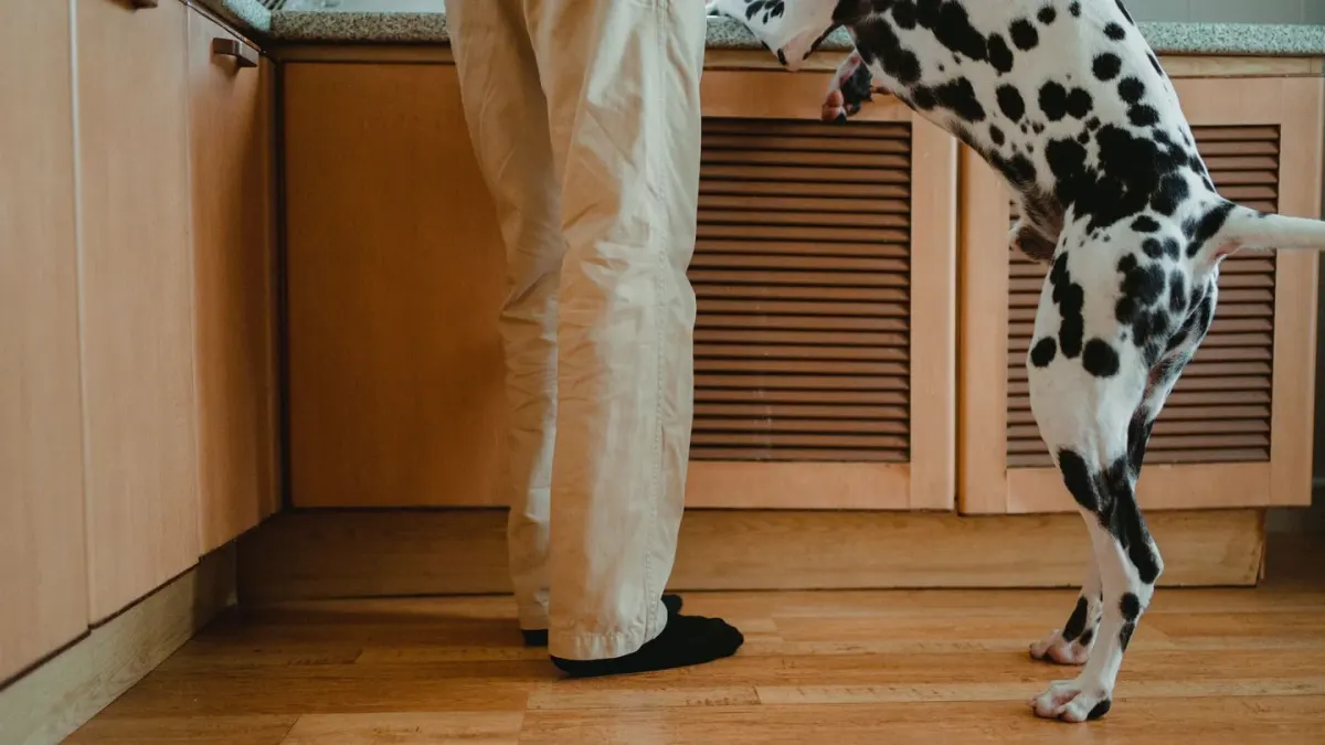 Dog owner preparing a meal