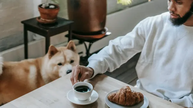 Dog owner preparing a meal