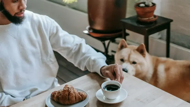 Dog owner preparing a meal