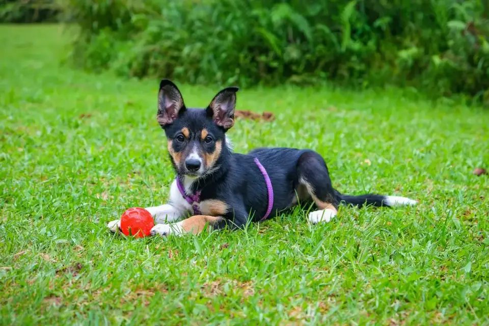 Dog playing with a rope toy