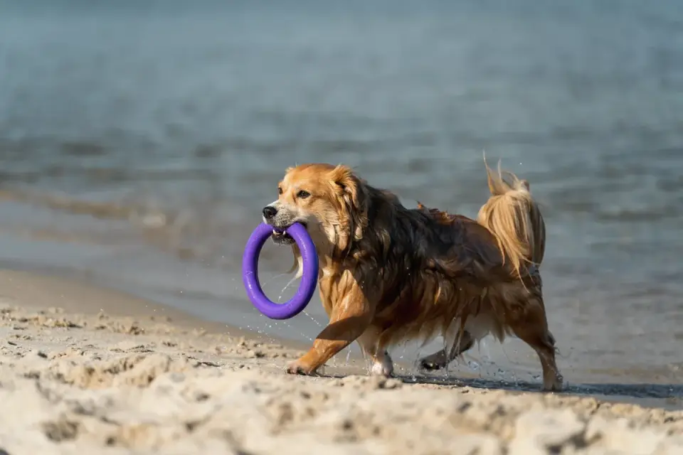 Dog playing with a rope toy