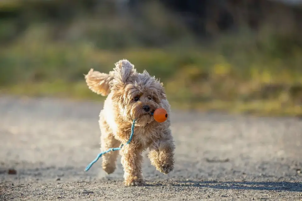 Dog playing with a rope toy