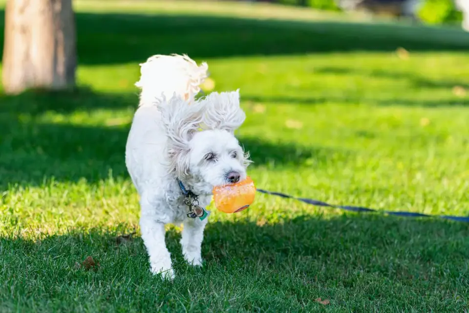 Dog playing with a rope toy