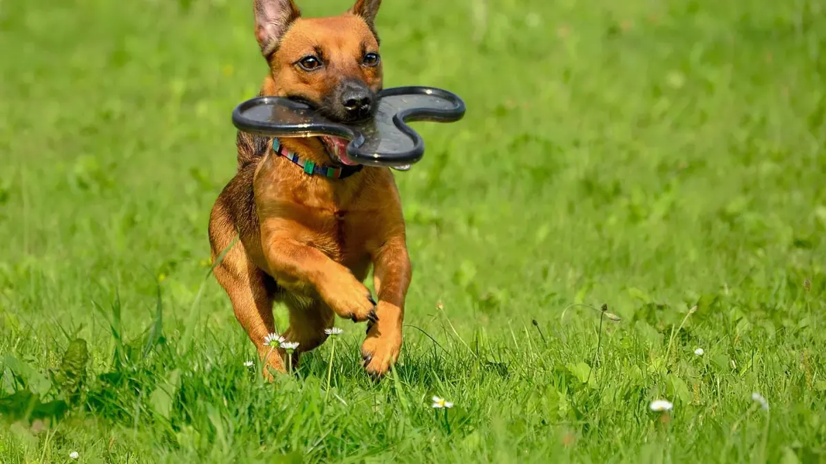 Dog playing with a rope toy