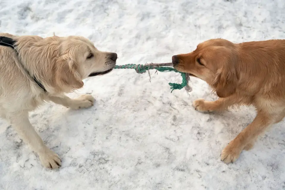 Dog playing with rope toy
