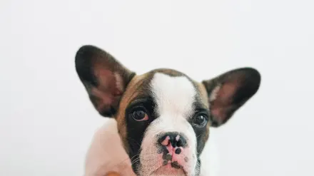 Dog portrait