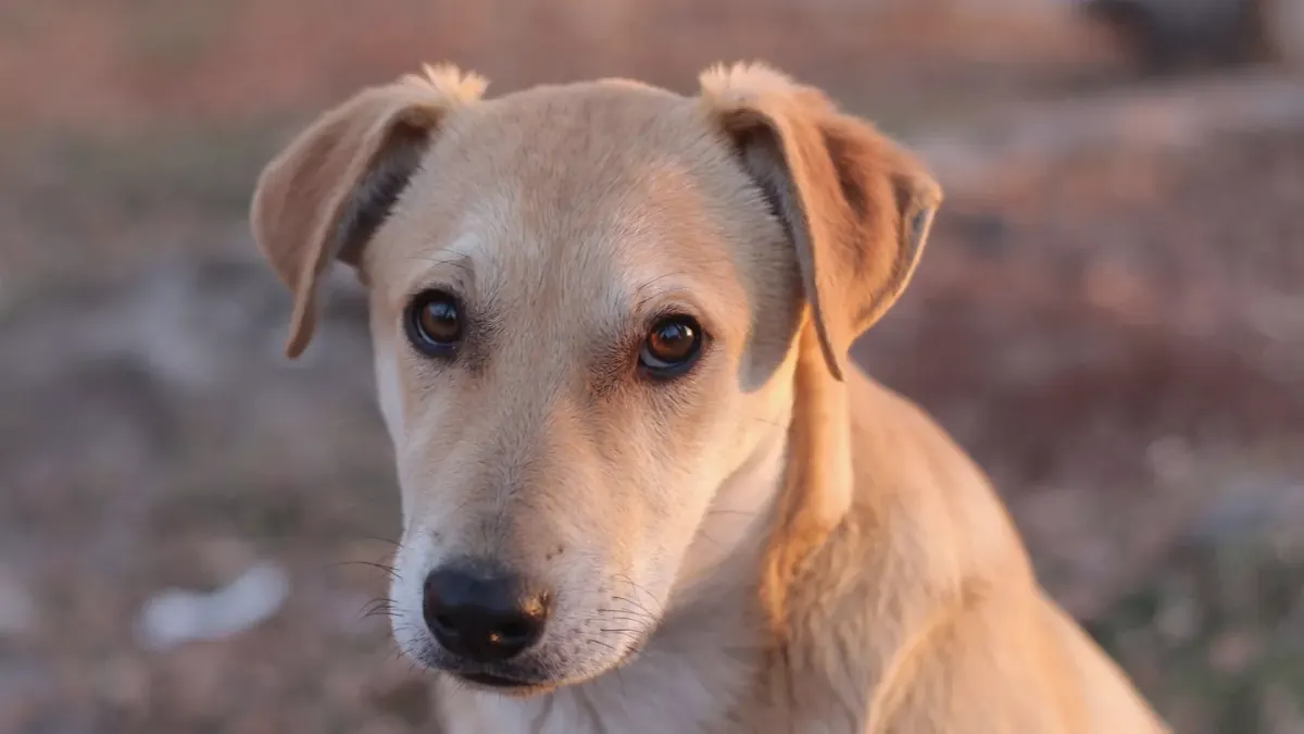 Dog portrait