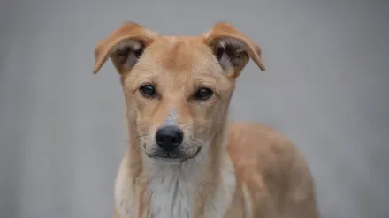 Dog portrait