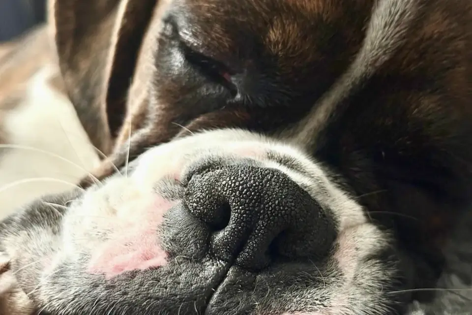 Dog resting after a walk