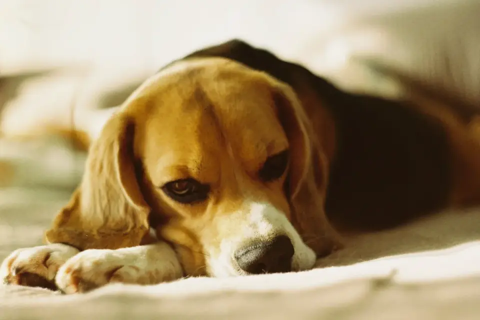 Dog resting at home