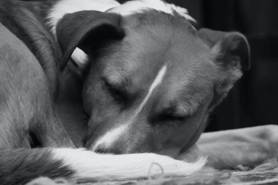 Dog resting at home