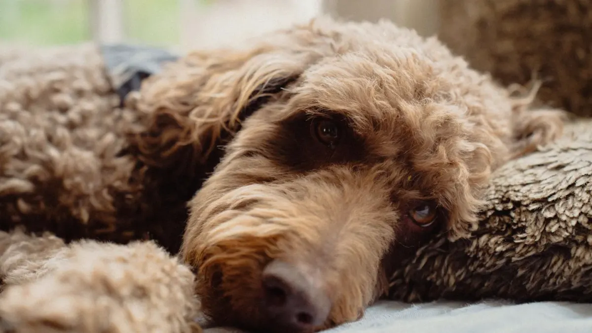 Dog resting at home