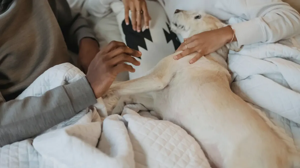 Dog resting beside an owner