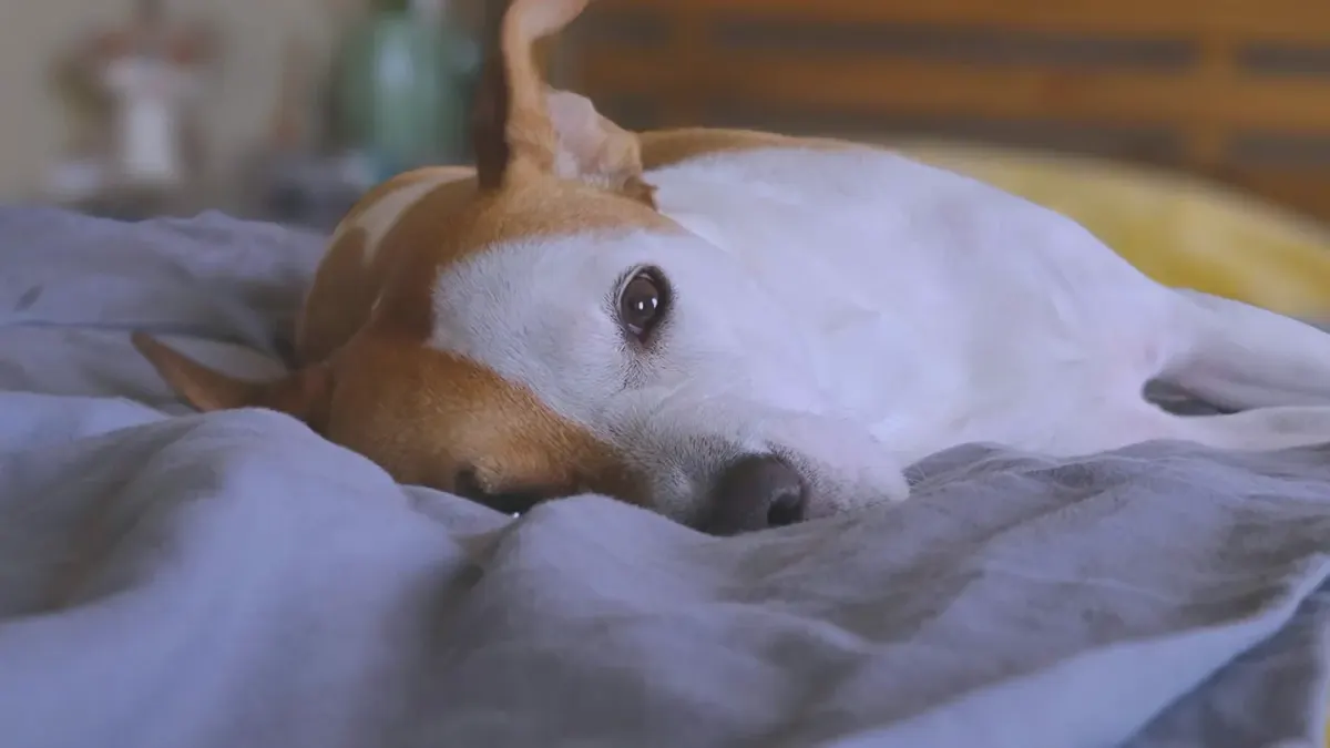 Dog resting during travel