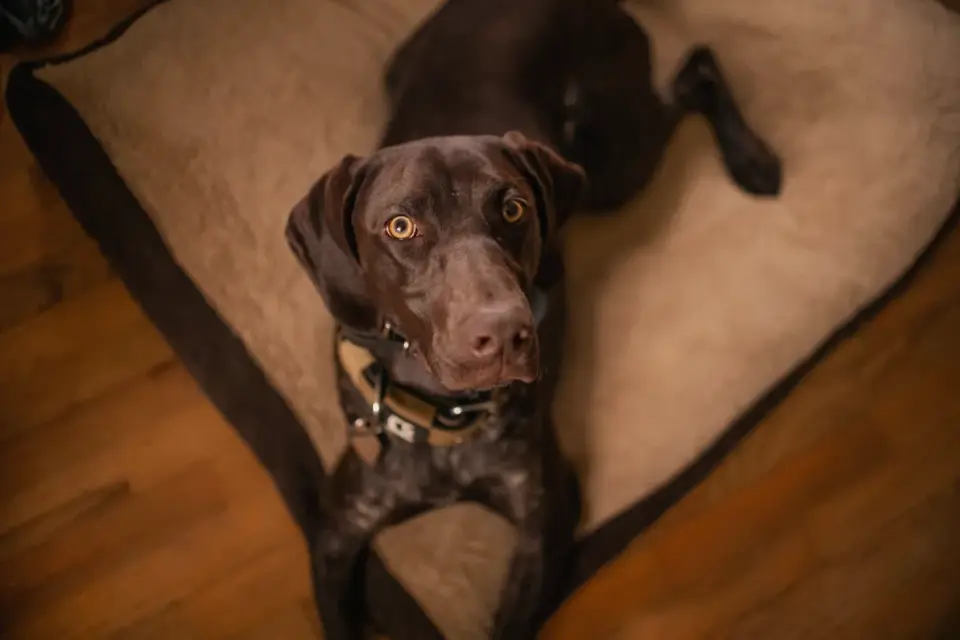 Dog resting in a bed