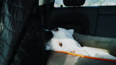 Dog resting in a bed