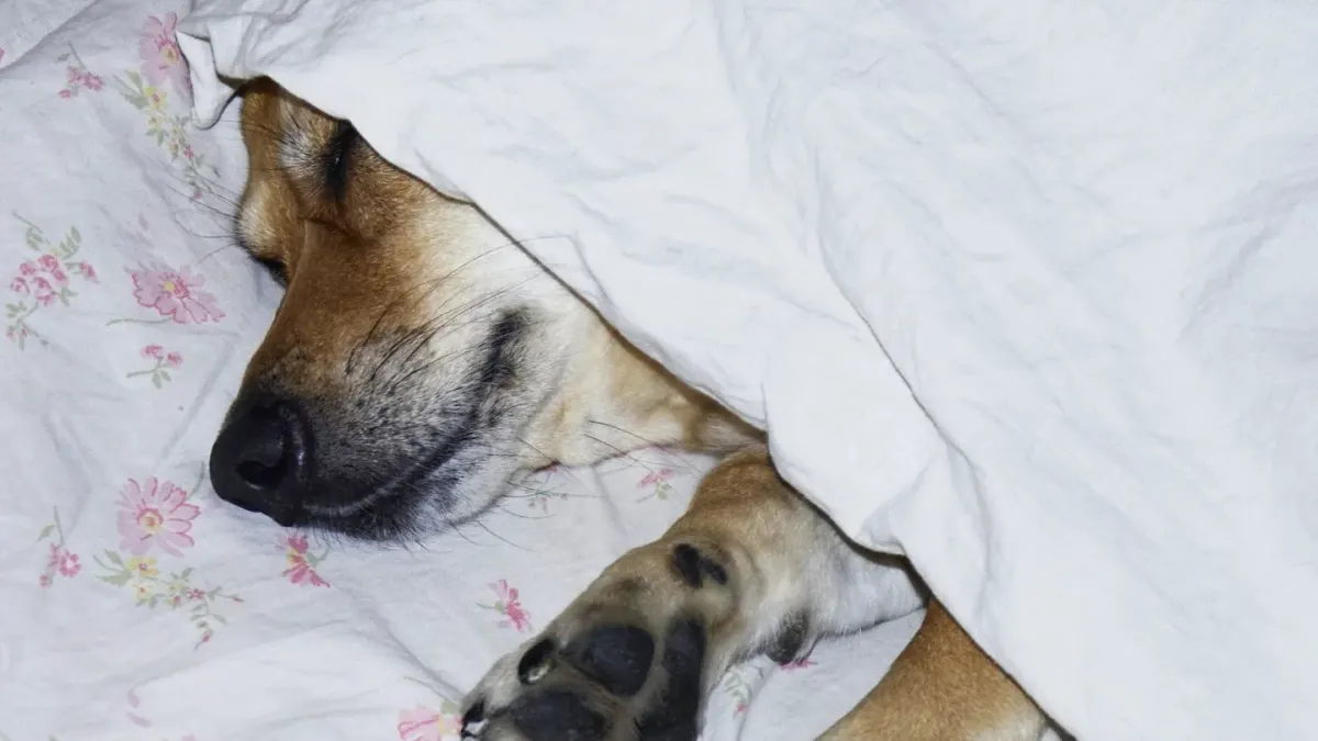 Dog resting in a bed