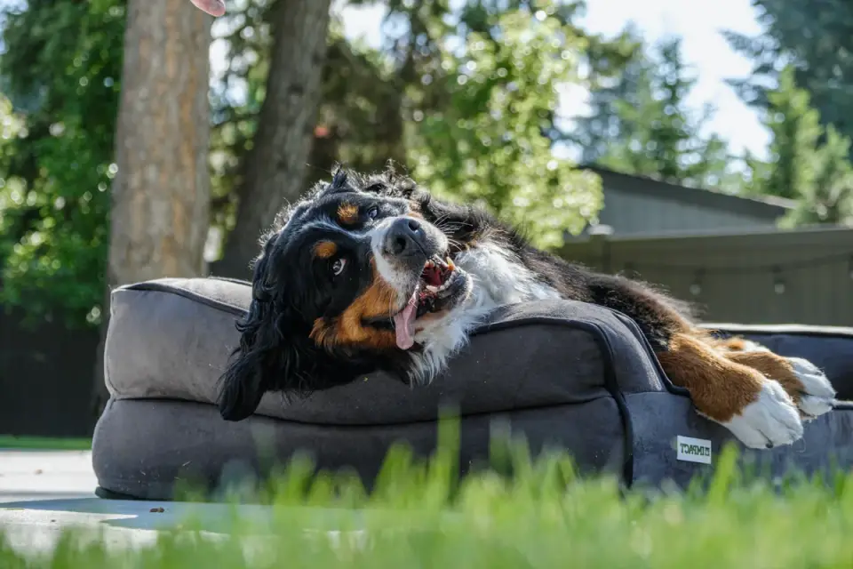 Dog resting in a bed