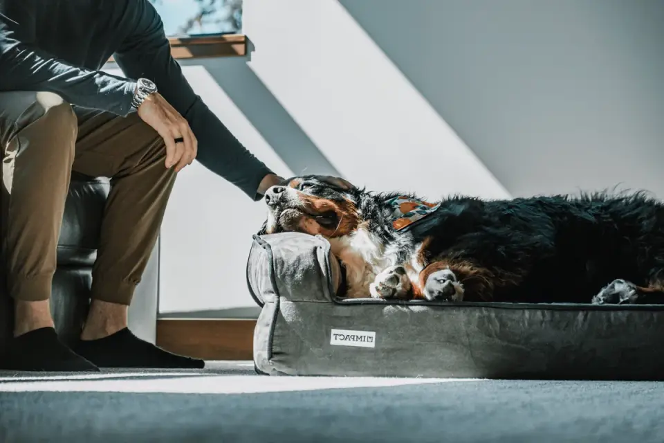 Dog resting in a bed