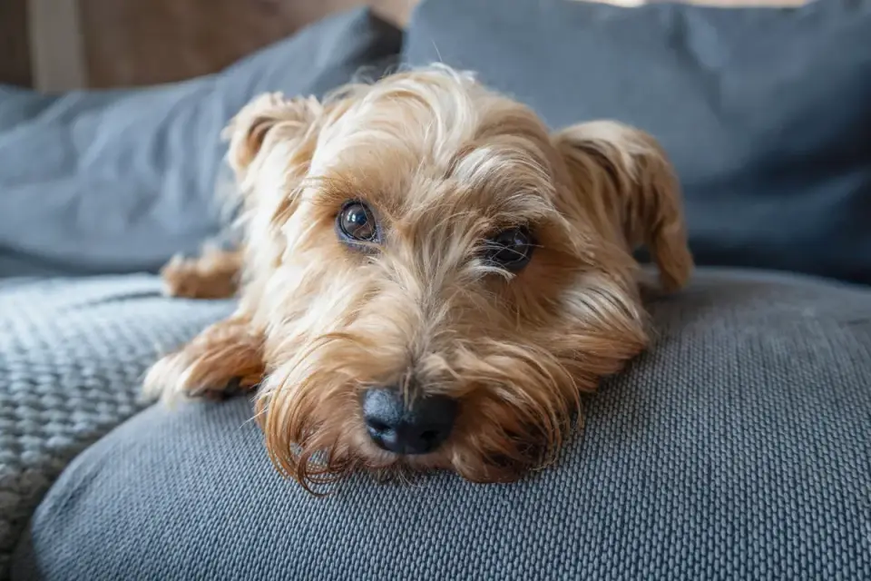 Dog resting on a sofa