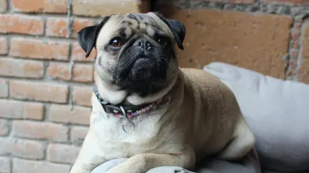 Dog resting on a sofa