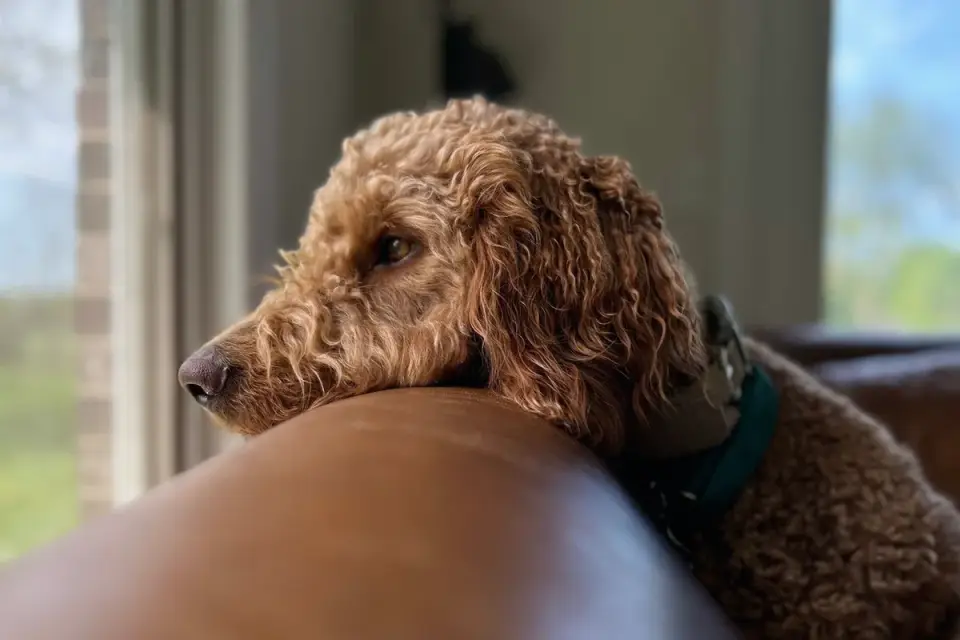 Dog resting on a sofa