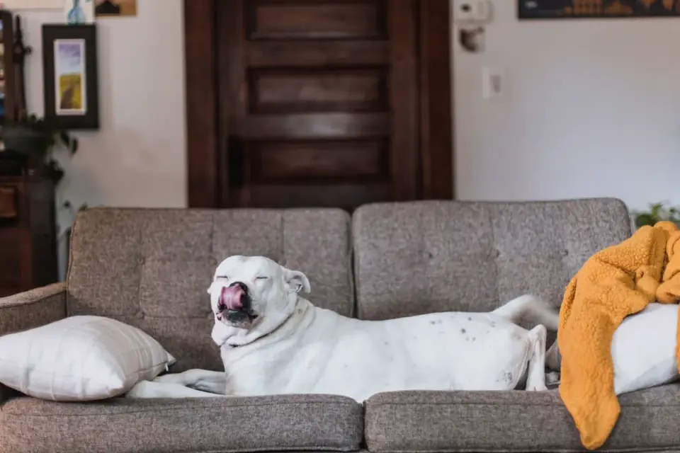 Dog resting on a sofa