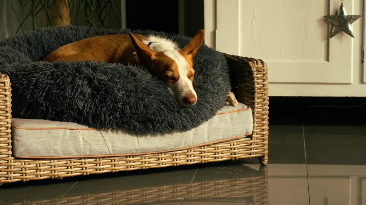 Dog resting on a sofa