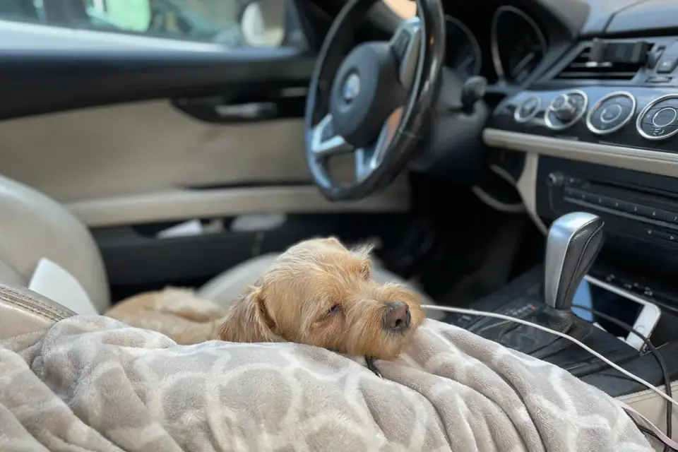 Dog resting travel carrier home