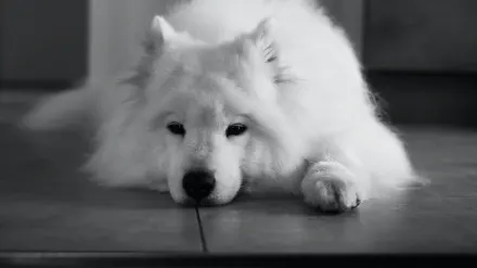 Dog sitting on a kitchen floor
