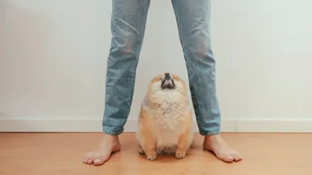 Dog sitting on a kitchen floor