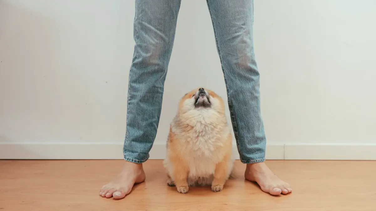 Dog sitting on a kitchen floor
