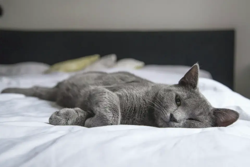 Dog sleeping at home