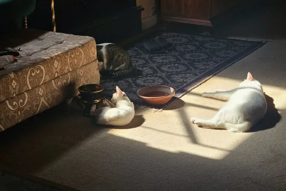 Dog sleeping in sunlight