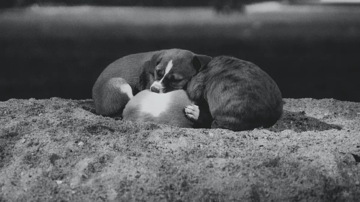 Dog sleeping in sunlight