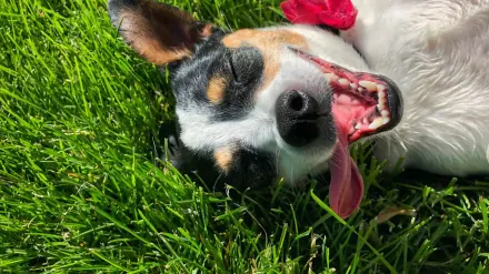 Dog sleeping in sunlight