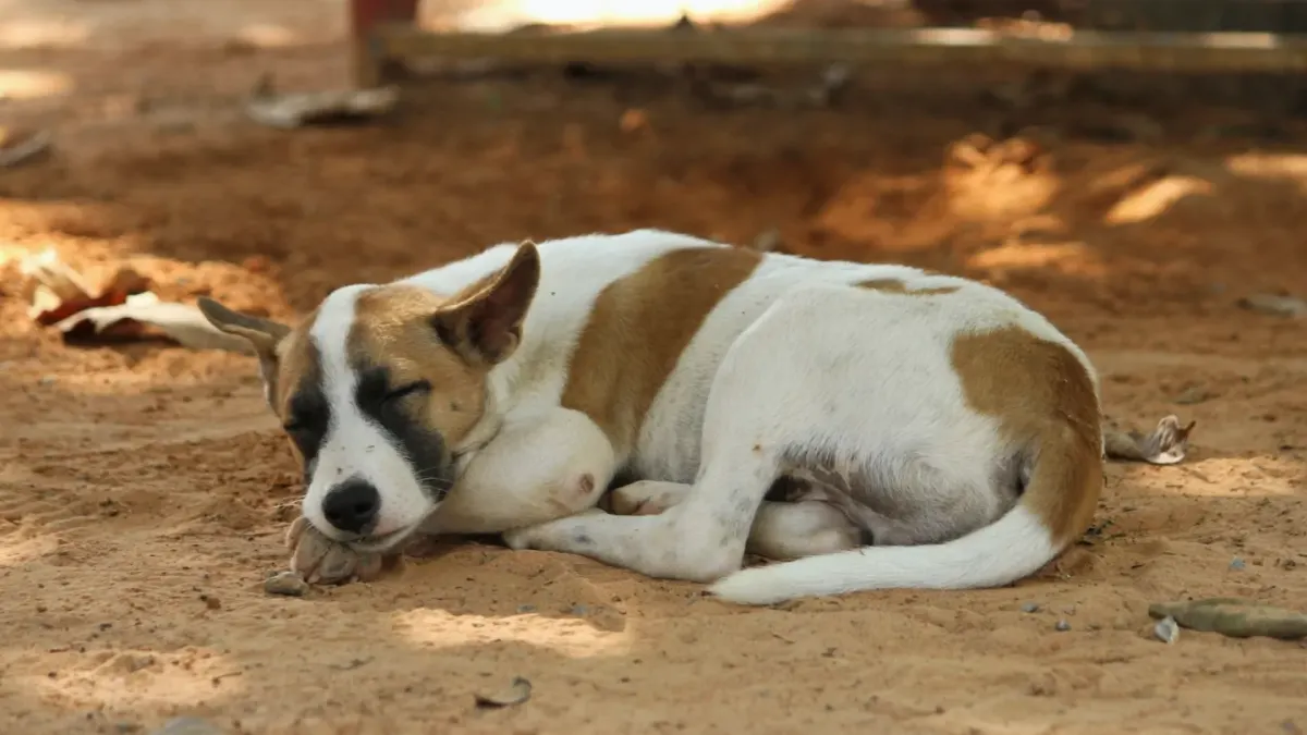 Dog sleeping in sunlight
