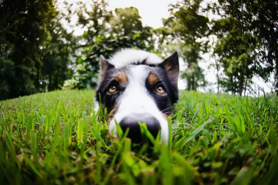 Dog sniffing grass