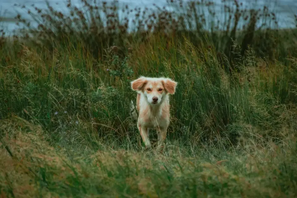 Dog sniffing grass