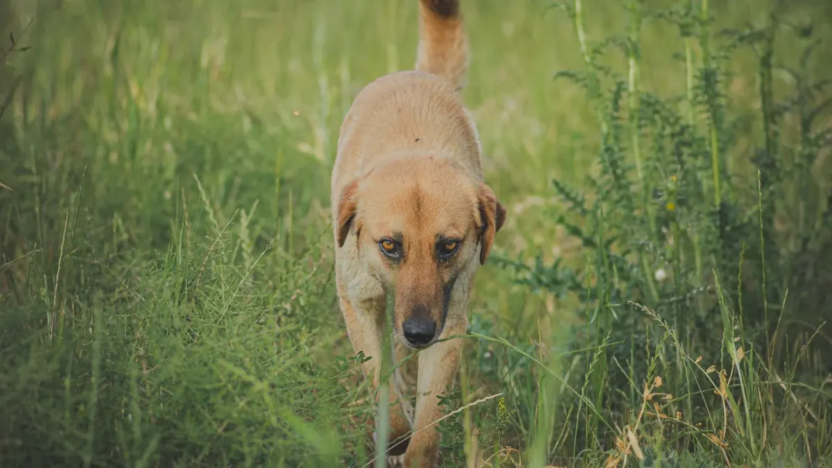Dog sniffing grass