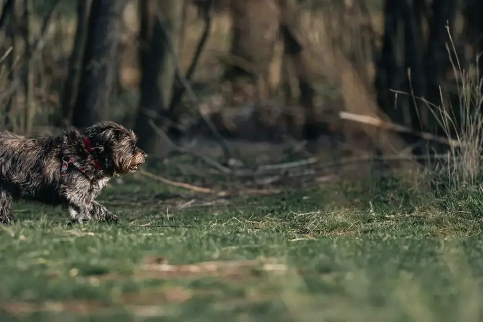 Dog sniffing grass