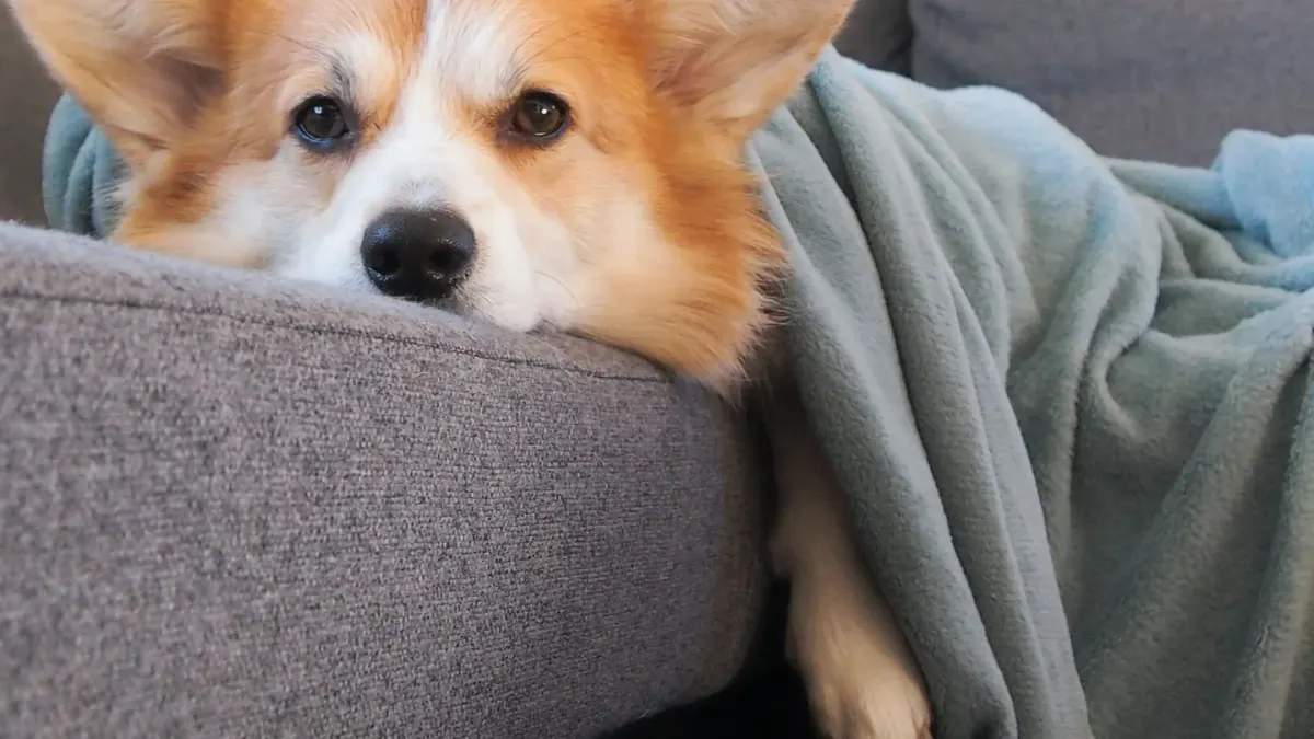 Dog standing calmly indoors while wearing a snug-fitting pressure wrap