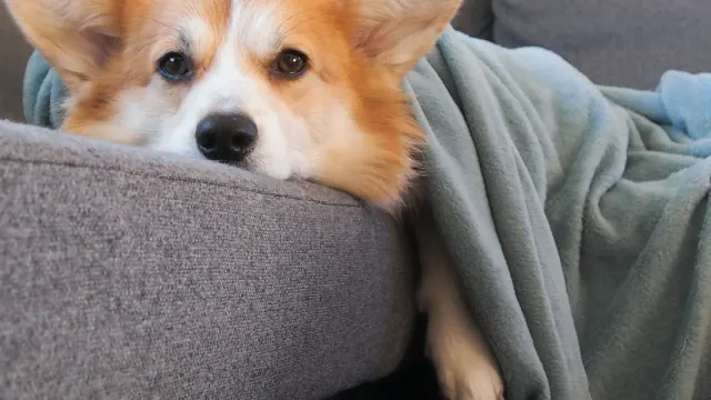 Dog standing calmly indoors while wearing a snug-fitting pressure wrap