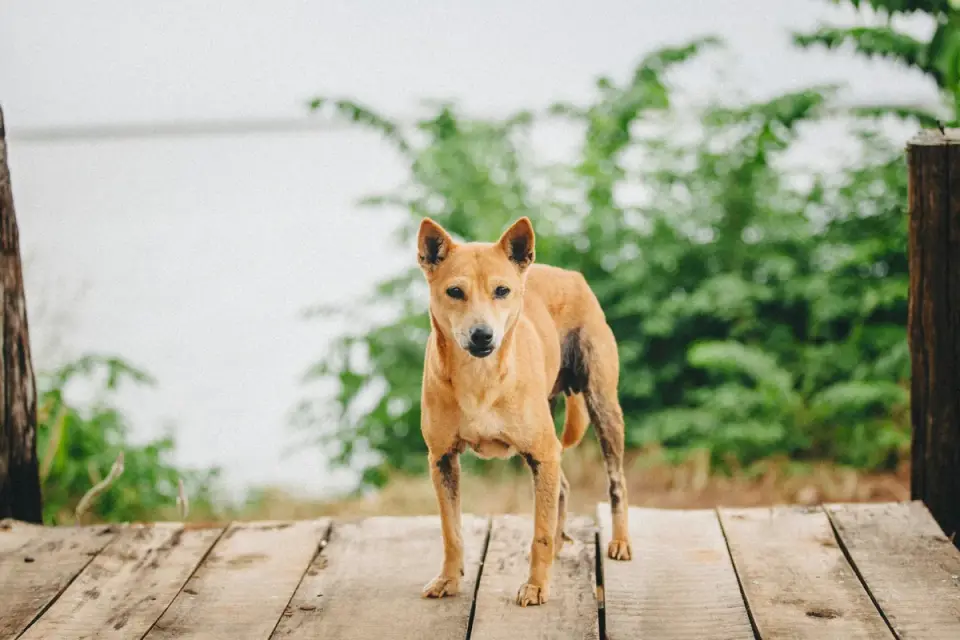 Dog standing indoors