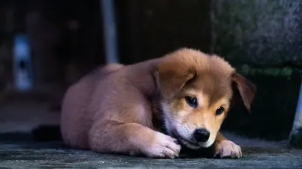 Dog standing up