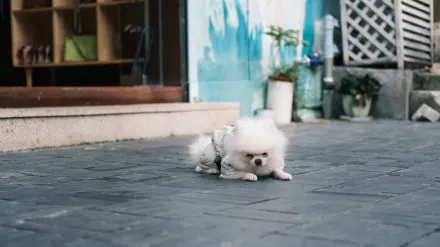 Dog stretching indoors