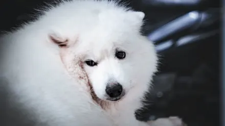 Dog tilting its head